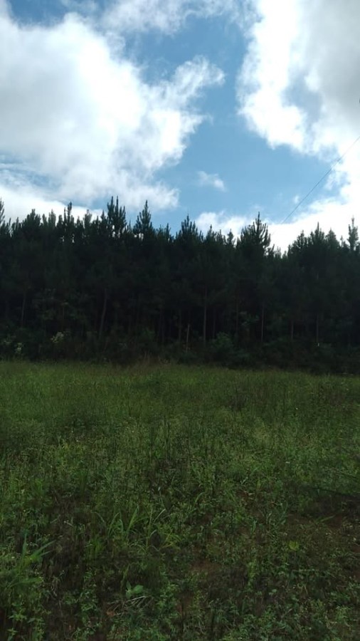 Fazenda, 2 hectares - Foto 1