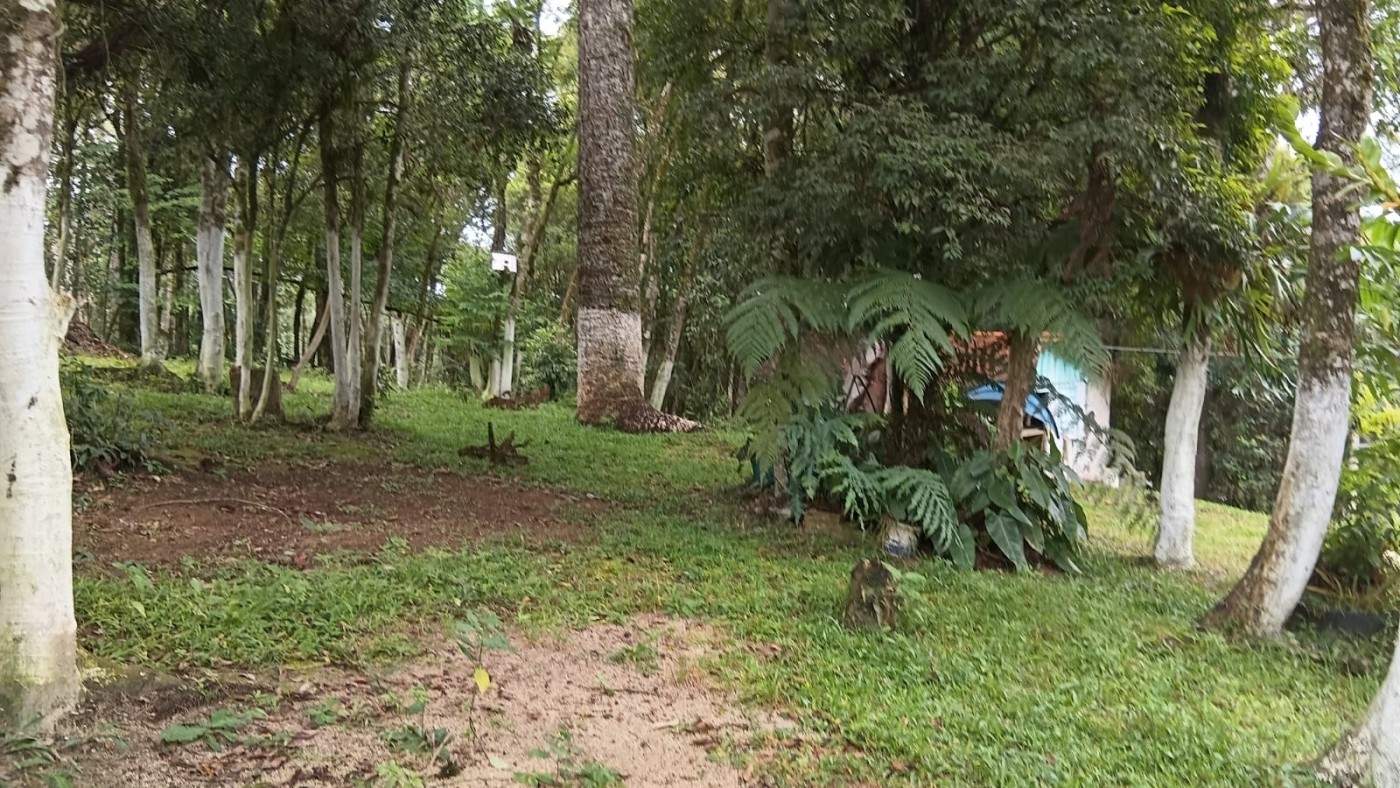 Chácara, 2 quartos, 3600 m² - Foto 4