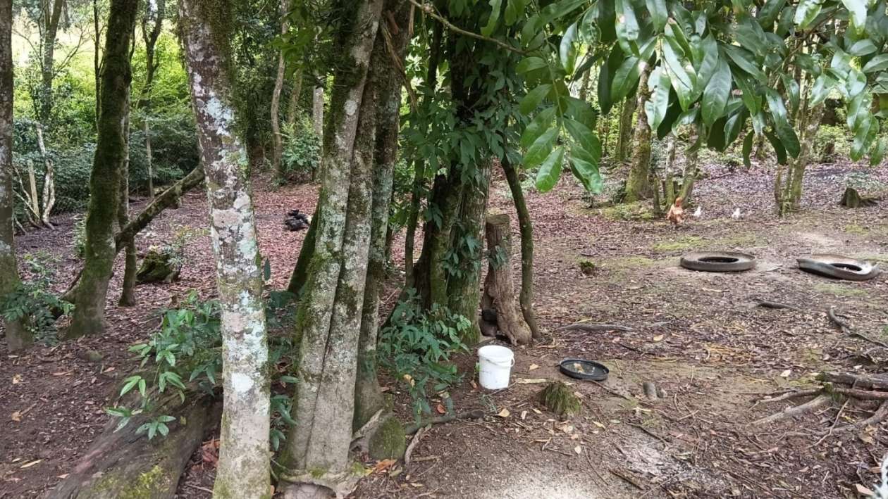 Chácara, 2 quartos, 3600 m² - Foto 5