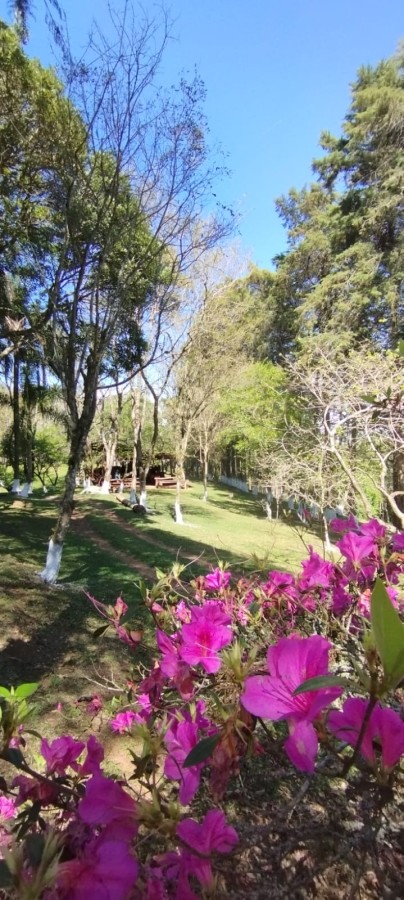 Fazenda, 12 hectares - Foto 21