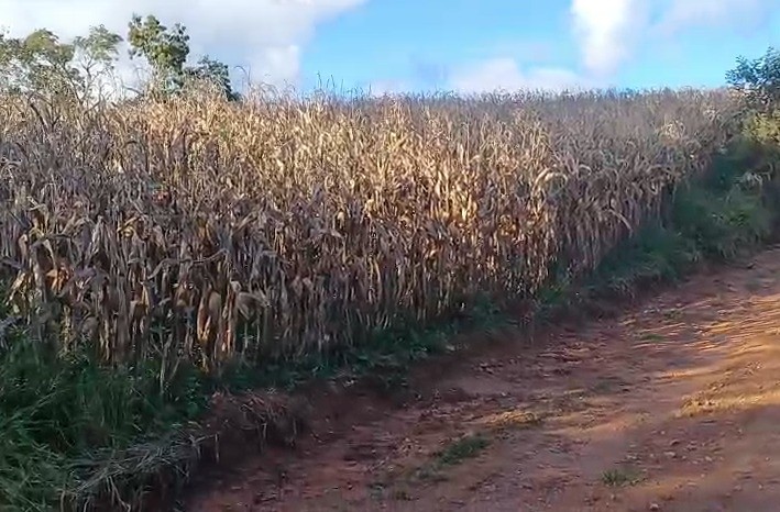 Chácara, 6050 m² - Foto 1