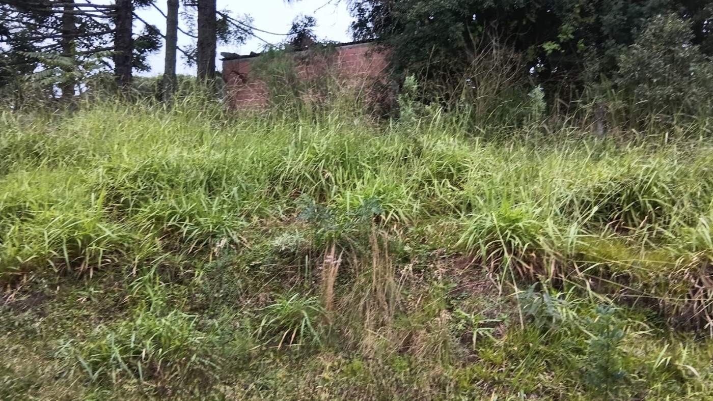 Fazenda, 6000 m² - Foto 7
