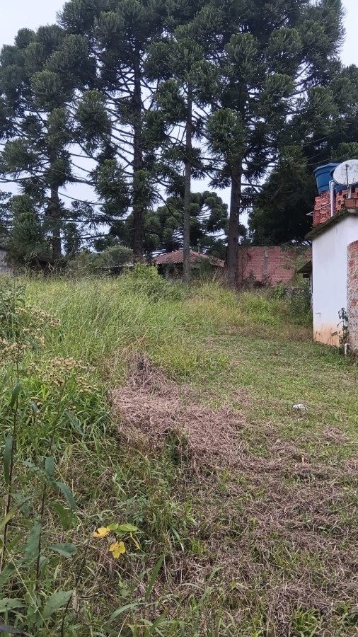 Fazenda, 6000 m² - Foto 10