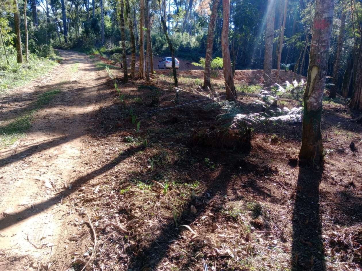 Chácara, 3000 m² - Foto 8