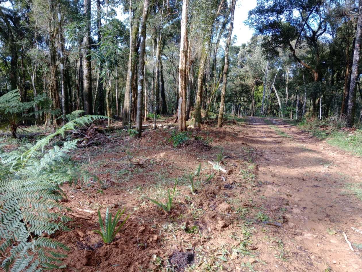 Chácara, 3000 m² - Foto 13