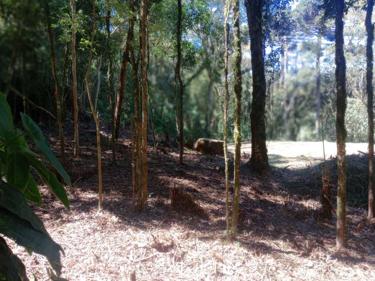 Chácara, 3000 m² - Foto 2