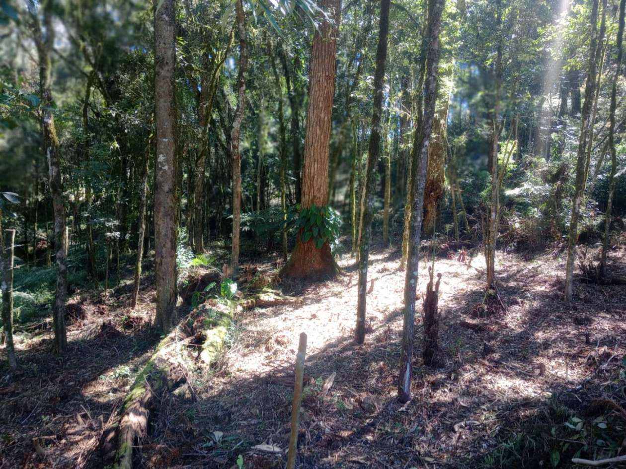 Chácara, 3000 m² - Foto 8
